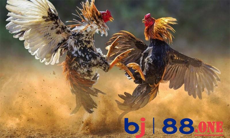 Cung cấp nguồn dinh dưỡng đa dạng cho gà đá