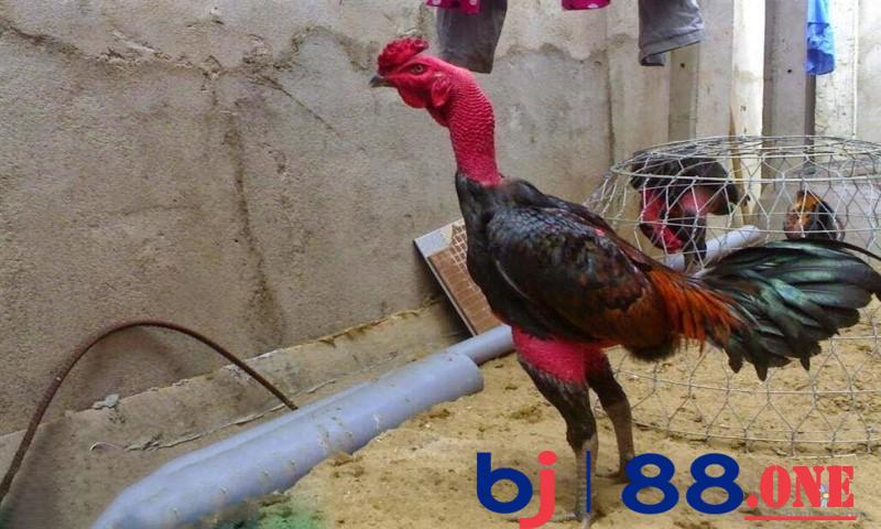 Dựa theo khả năng hấp thụ thức ăn của gà