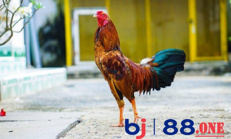 Lợi ích cho gà đá uống pharmaton trước khi đá