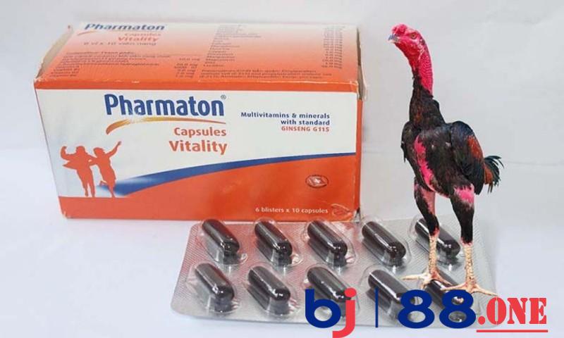 Tại sao sư kê nên cho gà uống pharmaton trước khi đá?