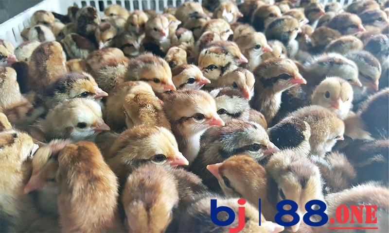 Chọn giống gà tốt