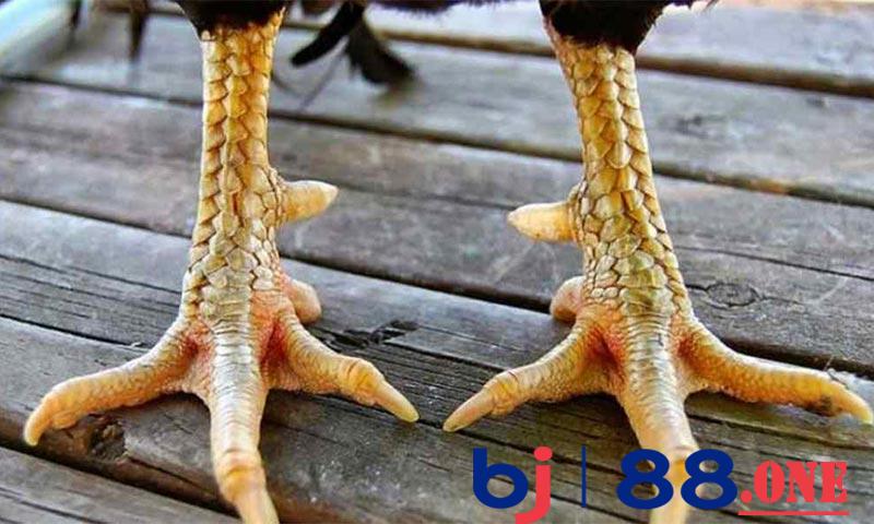 Chọn gà dựa vào cựa
