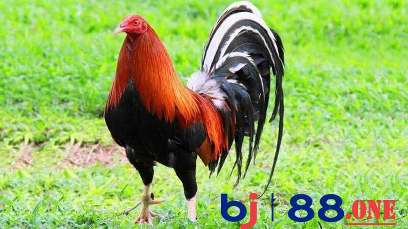 Tìm hiểu về nguồn gốc xuất xứ của gà Mỹ rặc