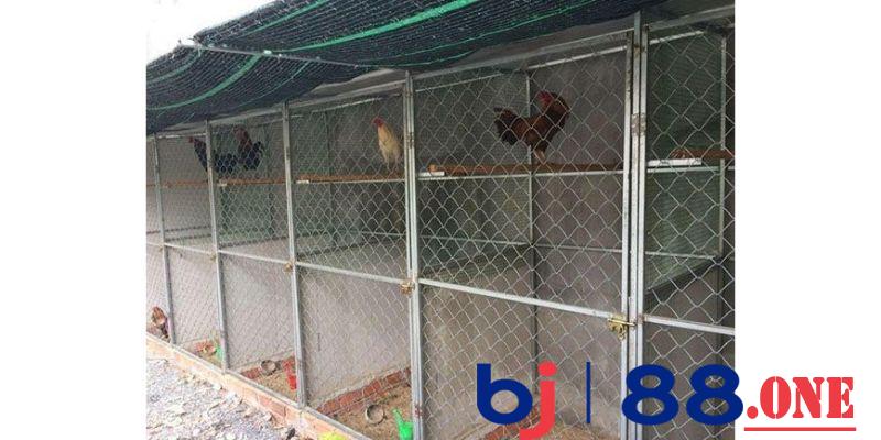 Xây dựng chuồng nuôi tốt