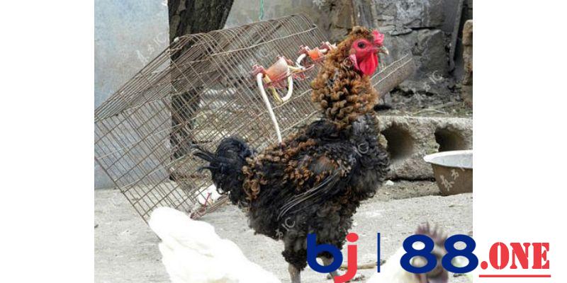 Lông gà bị xoăn – Chăm sóc sai cách hay do di truyền?