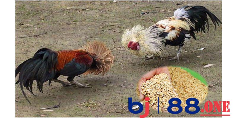 Cung cấp môi trường sống tốt
