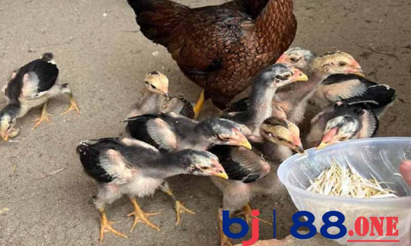 3 nguyên tắc nuôi gà chọi con mà bạn nên biết