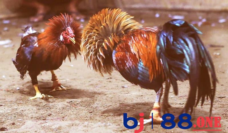 đá gà Thomo Tổng quan về đá gà thomo