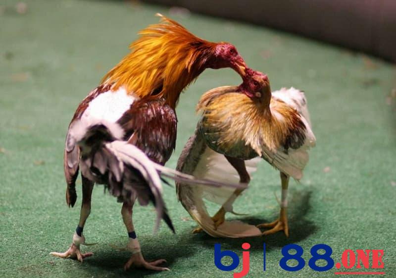 đá gà Thomo Cách tính thắng thua đá gà Thomo tại BJ88