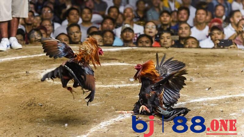 đá gà Thomo Ưu điểm khi theo dõi đá gà thomo tại BJ88