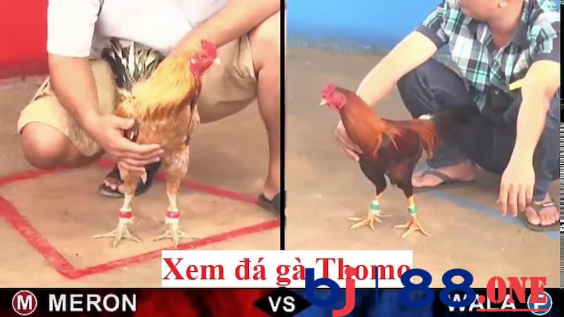 đá gà Thomo Được chứng kiến nhiều trận đá gà hấp dẫn