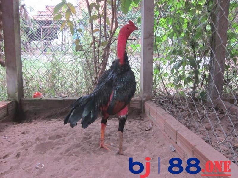 33 loại gà thần kê Gà thư hùng kê