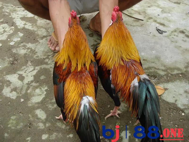 33 loại gà thần kê Thần kê song sinh
