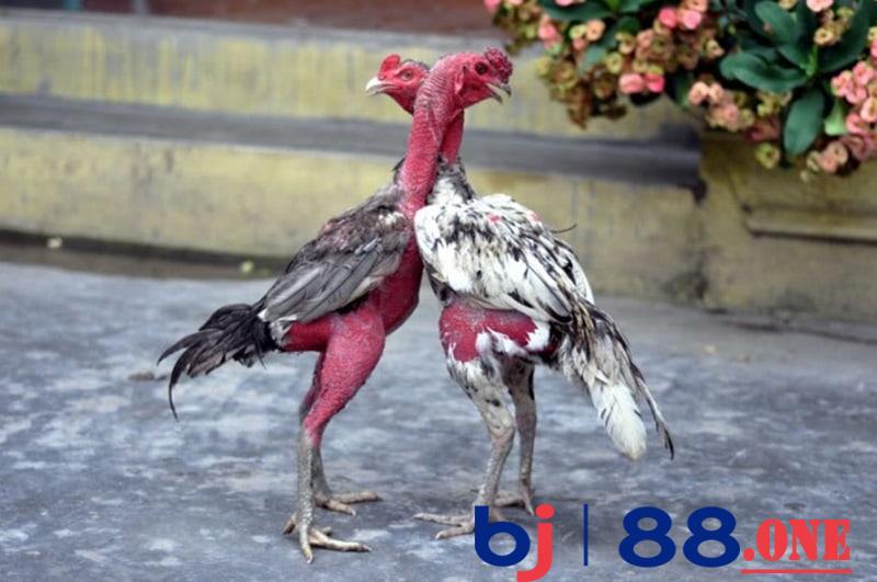 Tầm quan trọng của những chiến kê lì đòn Tầm quan trọng của những chiến kê lì đòn
