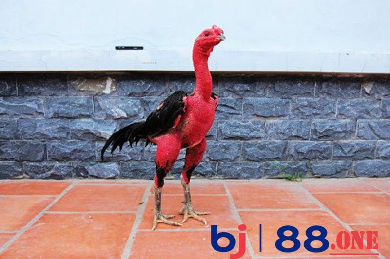 Chọn giống gà tốt Chọn giống gà tốt