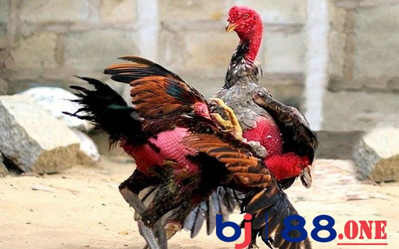 Nâng độ lì đòn bằng việc chăm sóc Nâng độ lì đòn bằng việc chăm sóc