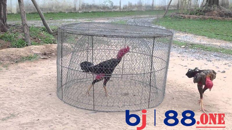 Cách làm cho gà lì đòn nhờ việc tập luyện Cách làm cho gà lì đòn nhờ việc tập luyện