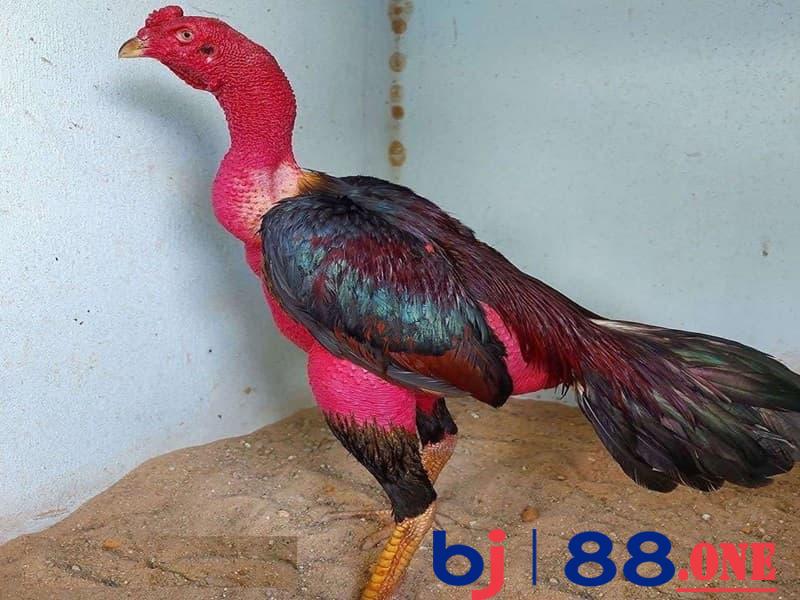 Mục đích của việc nuôi gà chọi có da đỏ đẹp Mục đích của việc nuôi gà chọi có da đỏ đẹp