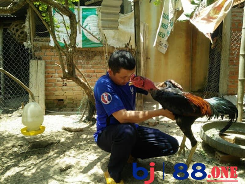 Phun rượu và om bóp gà Phun rượu và om bóp gà