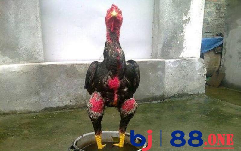 Dầm châm Dầm châm