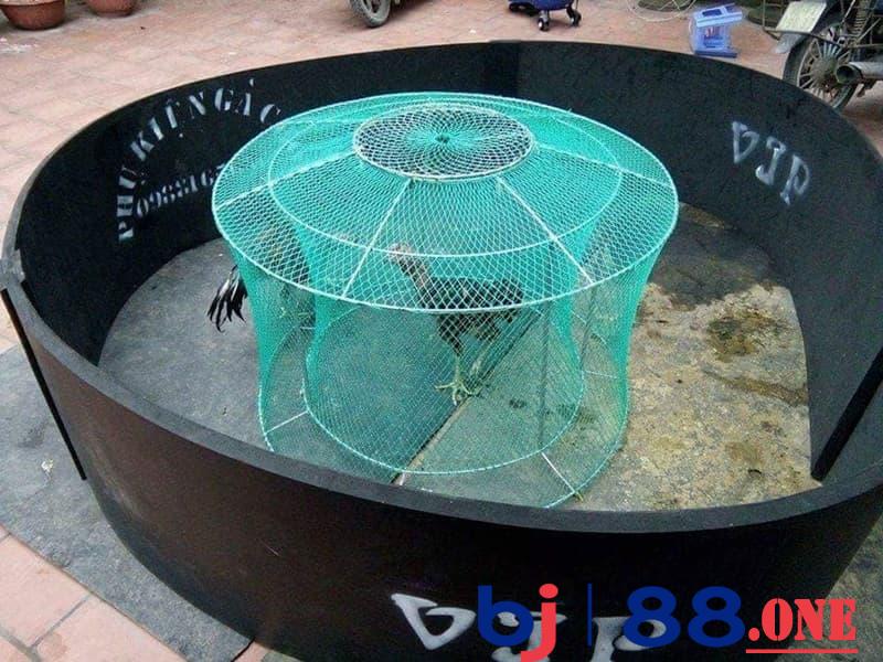 Cách nuôi gà chọi đỏ đẹp nhờ chạy lồng Cách nuôi gà chọi đỏ đẹp nhờ chạy lồng