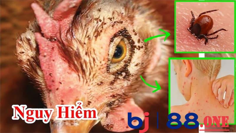 cách diệt mạt gà Sử dụng cách diệt mạt gà theo phương pháp dân gian