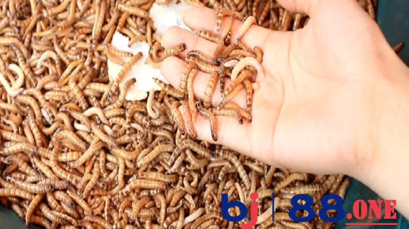 Cách nuôi gà chọi có thể lực tốt Cách nuôi gà chọi có thể lực tốt