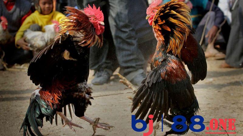 Cách nuôi gà chọi có thể lực tốt Cách nuôi gà chọi có thể lực tốt