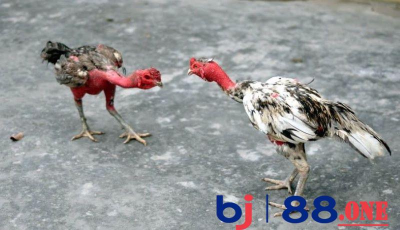 Cách nuôi gà chọi có thể lực tốt Cách nuôi gà chọi có thể lực tốt