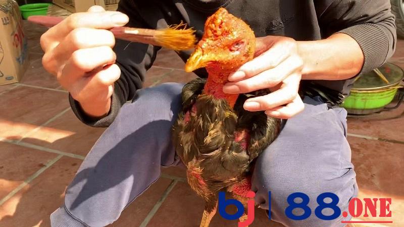 Cách nuôi gà chọi có thể lực tốt Cách nuôi gà chọi có thể lực tốt