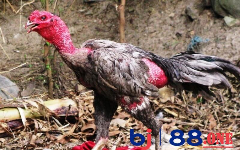 Cách nuôi gà đá không bị hốc Cách nuôi gà đá không bị hốc