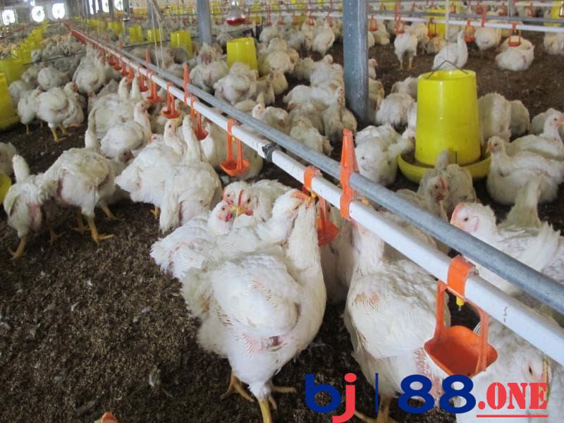 Cách nuôi gà mùa nóng Chuồng trại thông thoáng giúp chống nóng tốt