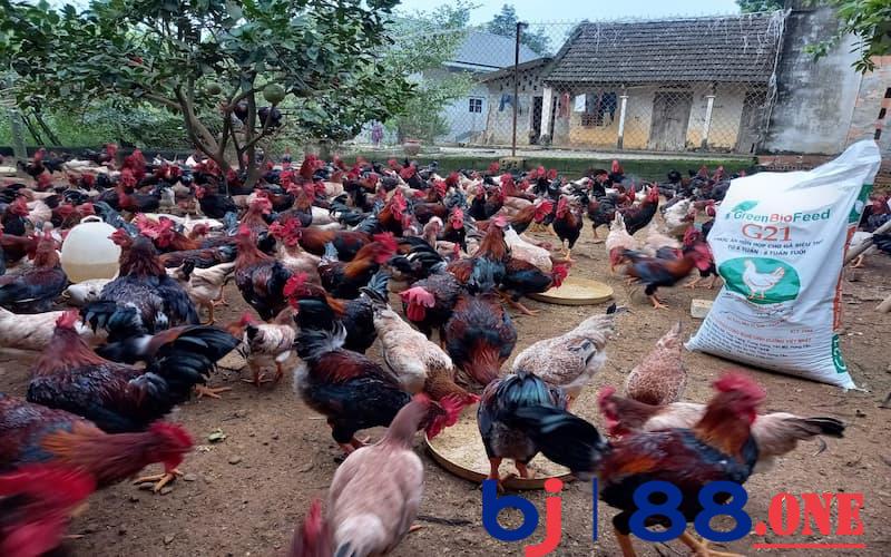 Cách nuôi gà mùa nóng Chế độ chăm sóc nuôi dưỡng - cách nuôi gà mùa nóng