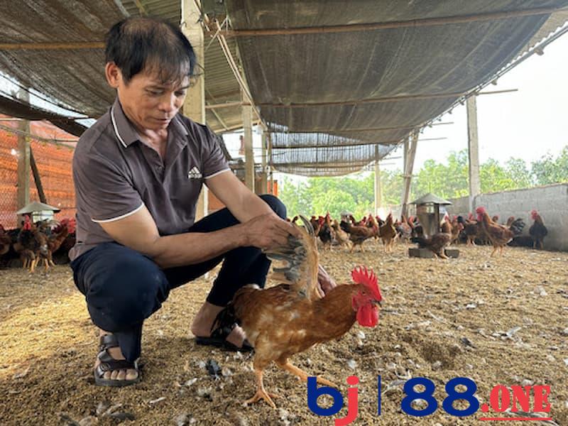 Cách nuôi gà mùa nóng Sử dụng vaccine, thuốc trong cách nuôi gà mùa nóng