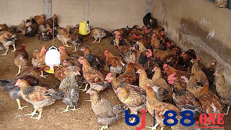 Cách nuôi gà mùa nóng Cung cấp vitamin theo đúng liều lượng