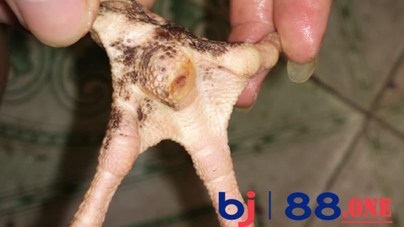 Gà bị lậu đế Những lý do khiến gà bị lậu đế?