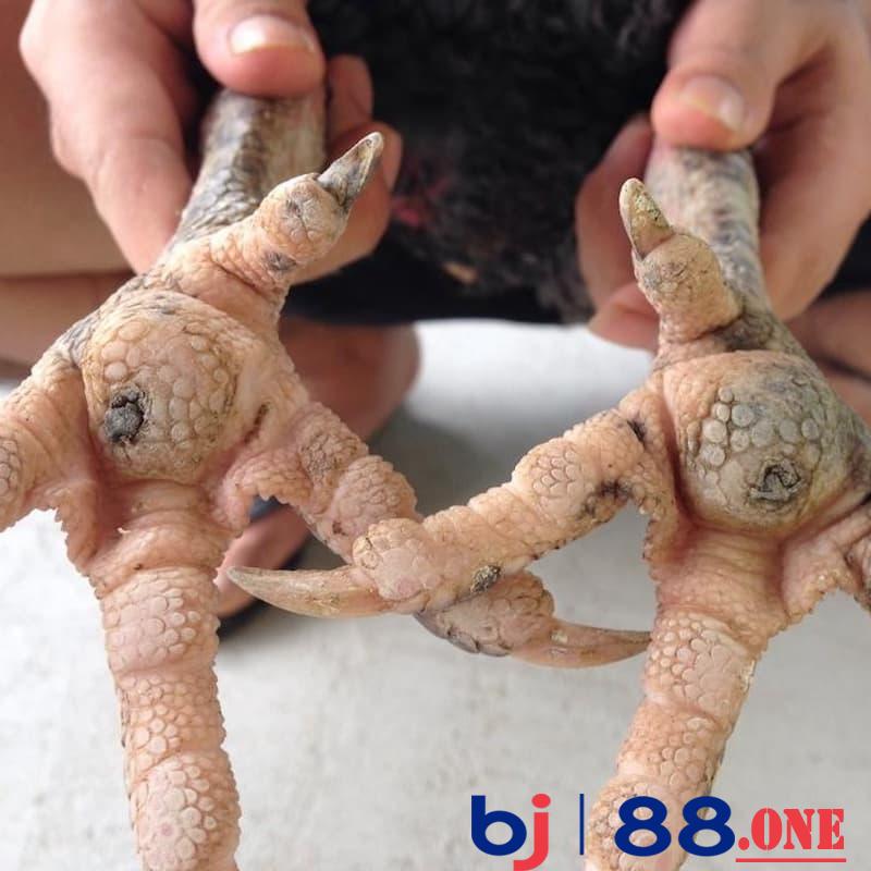 Gà bị lậu đế Mức độ nghiêm trọng khi gà bị bệnh lậu đế