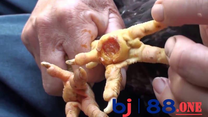 Gà bị lậu đế Những biểu hiện của gà bị lậu đế