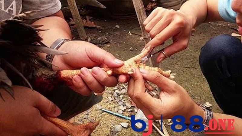 Gà bị lậu đế Cách chữa gà bị bệnh lậu đế an toàn, hiệu quả nhất