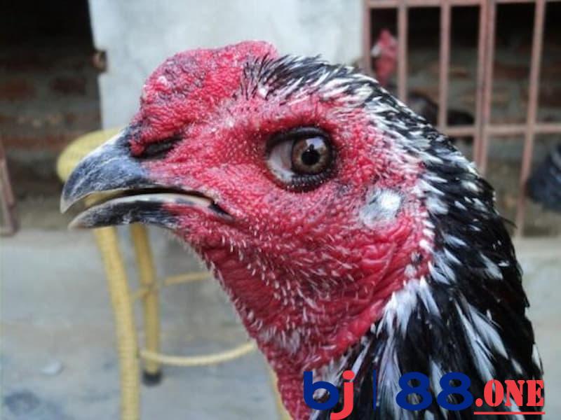 Gà đá bị tái mặt Dấu hiệu để nhận biết gà đá bị tái mặt