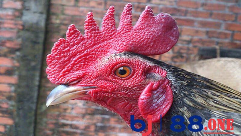 Gà đá bị tái mặt Gà đá bị bệnh tái mặt do chế độ dinh dưỡng