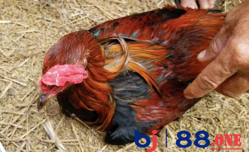 Gà đá bị tái mặt Nguyên nhân gà đá bị tái mặt do om bóp không đúng cách