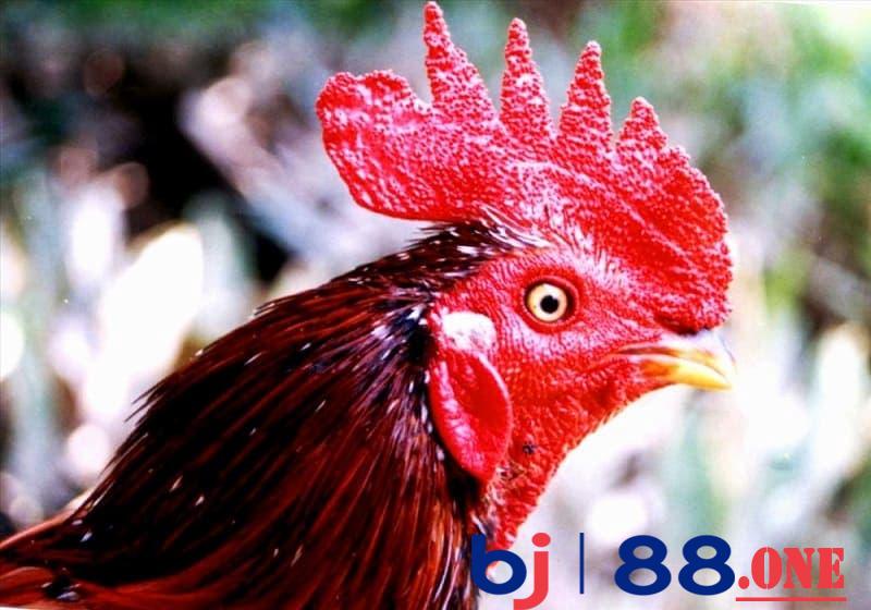 Gà đá bị tái mặt Việc gà đá bị tái mặt do nhiễm bệnh thương hàn hoặc E.coli