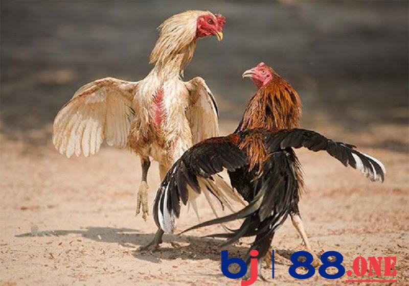 Gà đá bo lớn là gì Gà đá bo lớn là gì