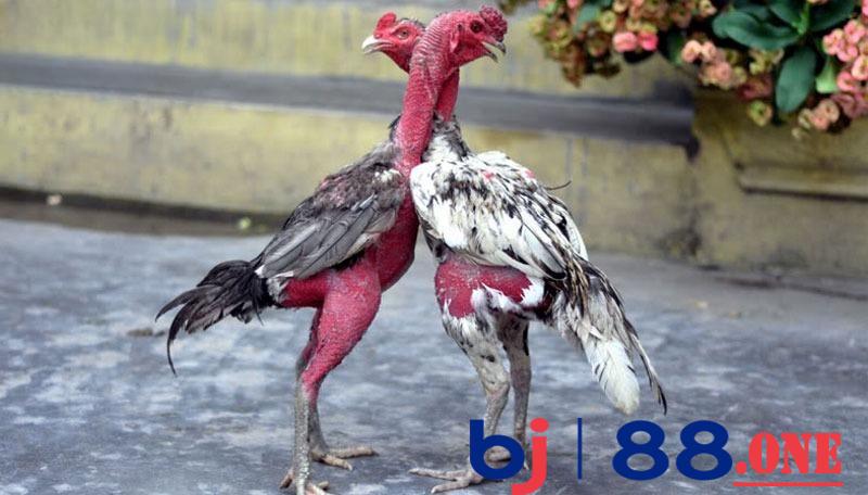 Gà đá bo lớn là gì Gà đá bo lớn là gì