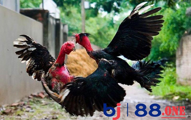 Gà đá bo lớn là gì Gà đá bo lớn là gì