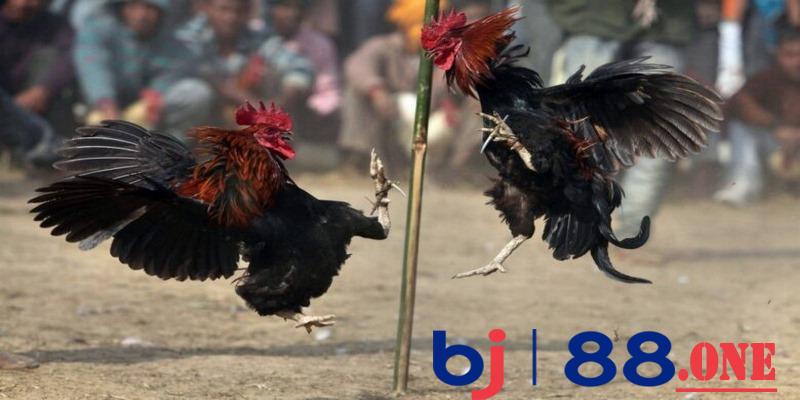 Gà đá bo lớn là gì Gà đá bo lớn là gì
