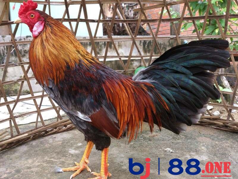 Tổng quan về gà lông voi gà lông vũ
