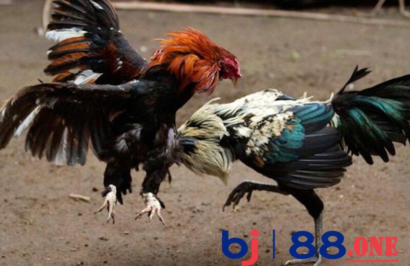 Lông voi sẽ thường mọc ở phần đuôi và cánh gà lông vũ