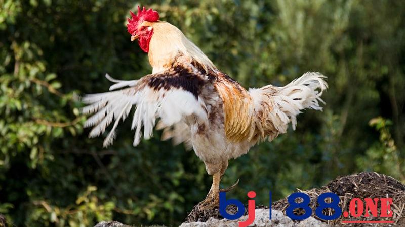 Gà có lông voi đá rất giỏi gà lông vũ